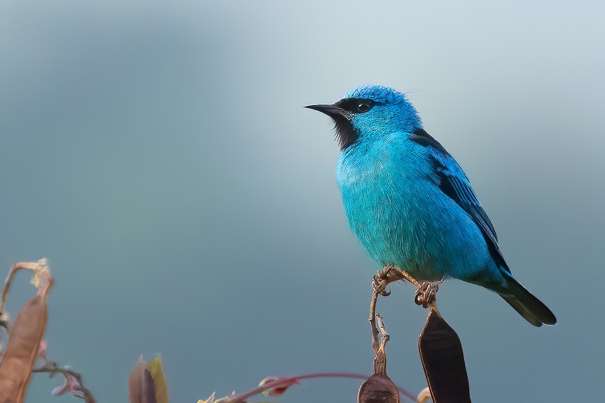 Blue Dacnis - Sergio Porto