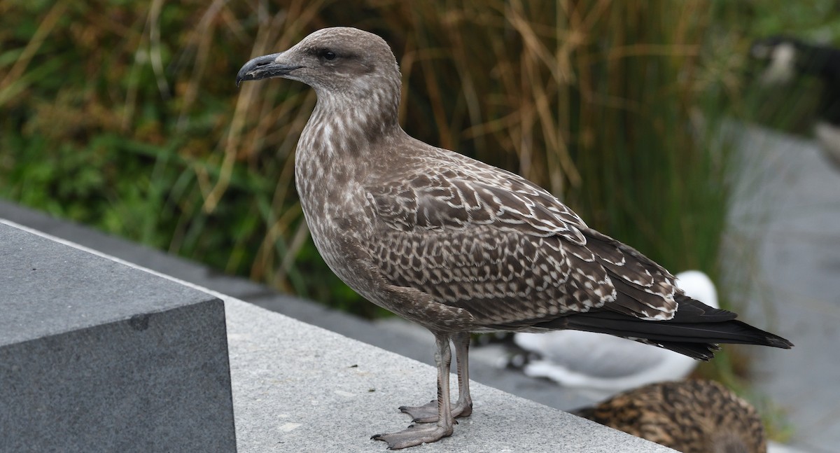 Kelp Gull - ML617356634