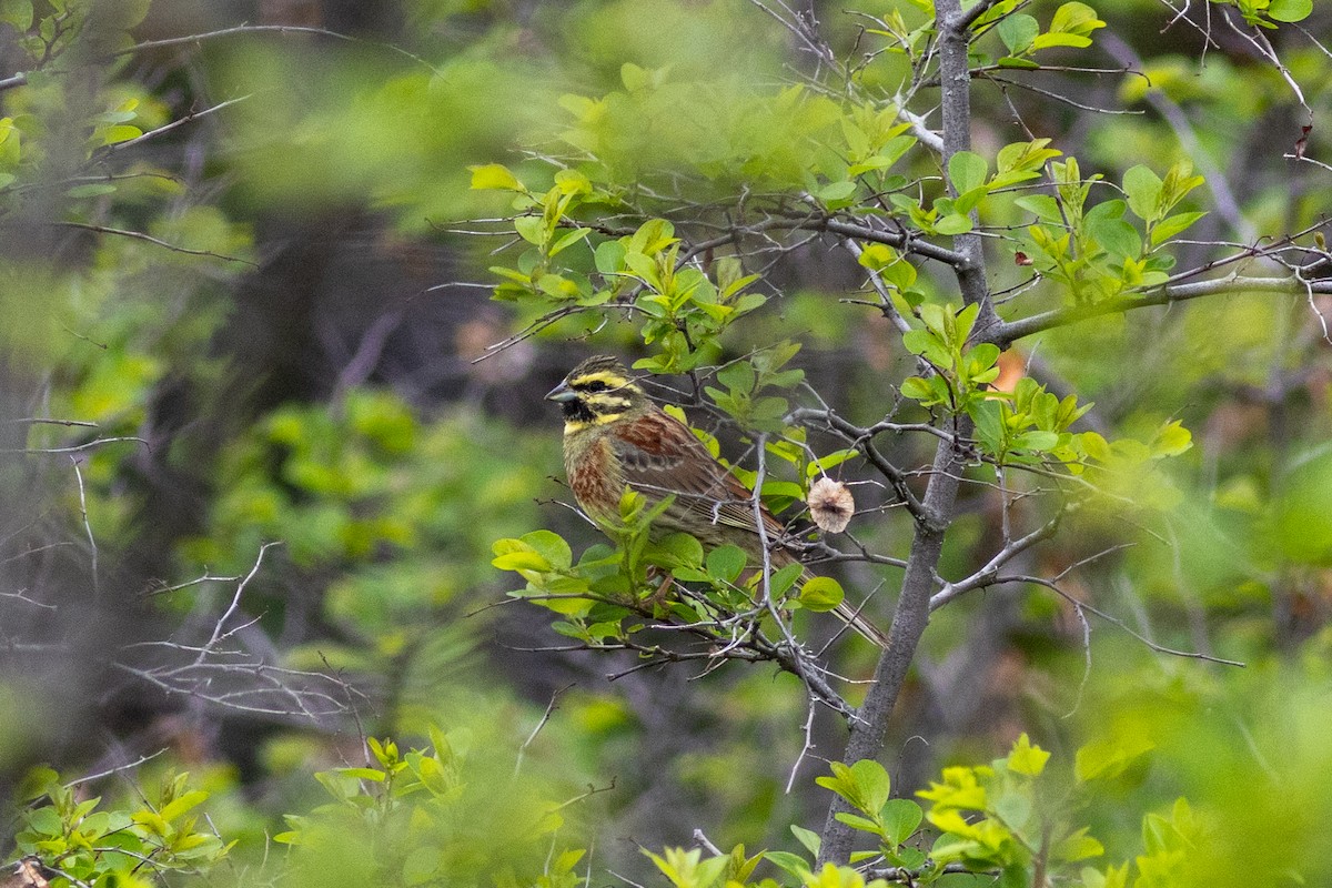 Cirl Bunting - Radoslav Devedzhiev