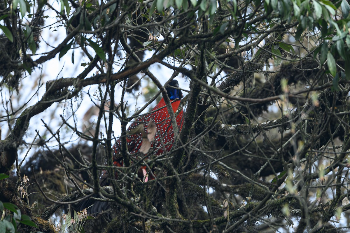 Satyr Tragopan - ML617356691