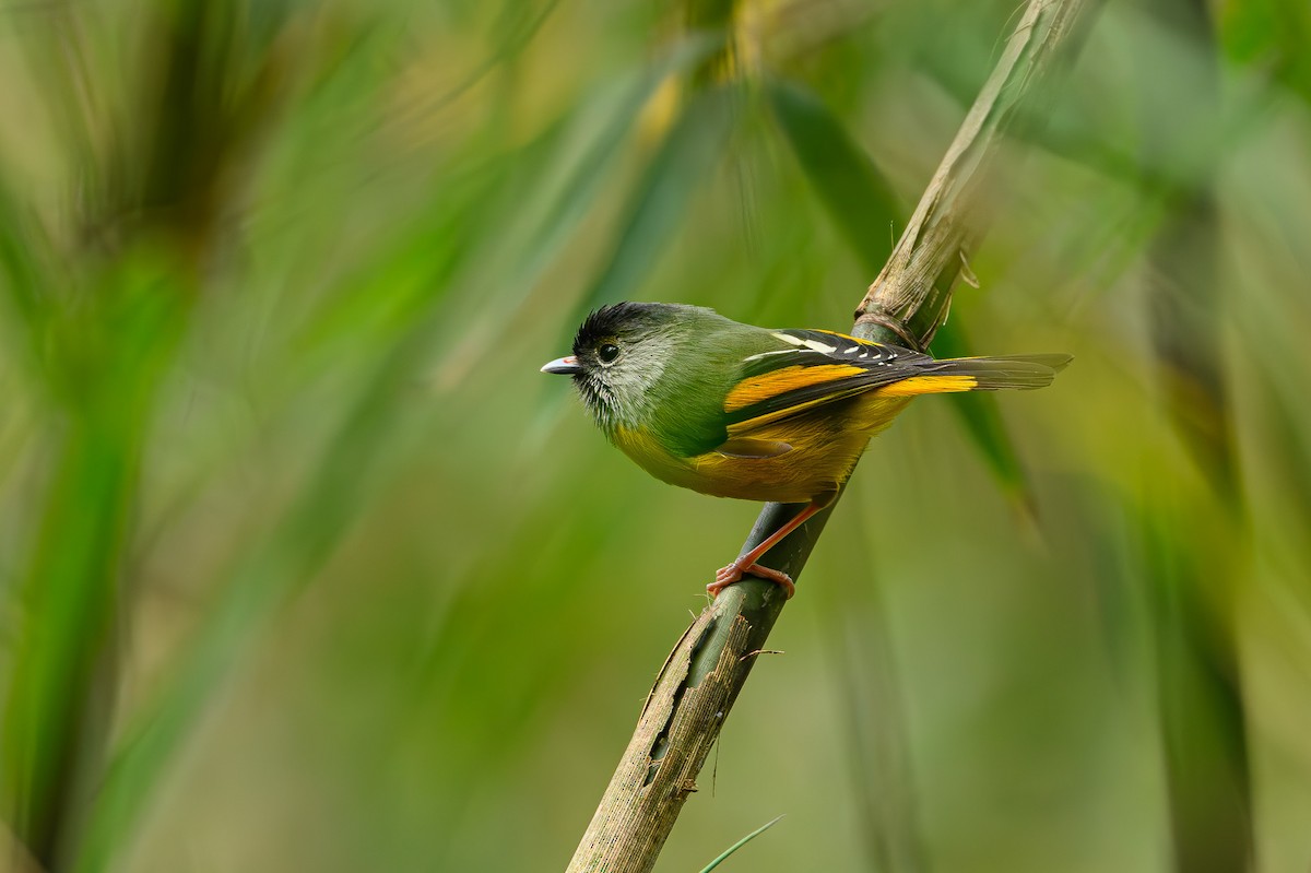 Golden-breasted Fulvetta - ML617356699