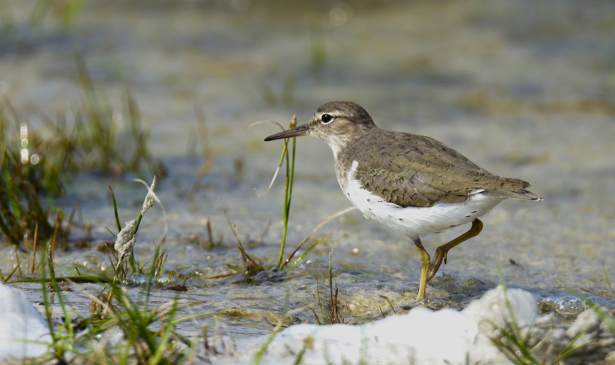 Spotted Sandpiper - Luic Mateo