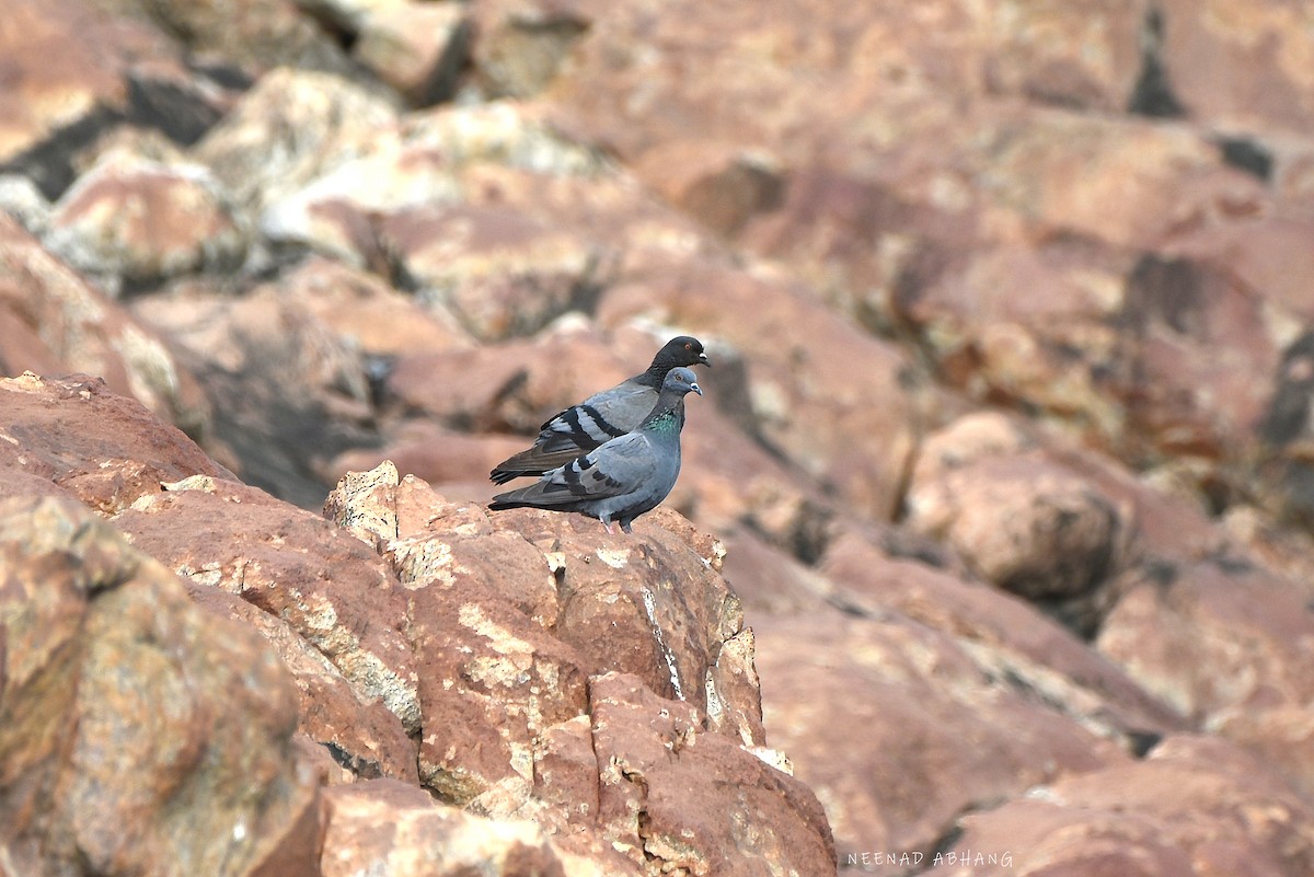 Pigeon biset (forme sauvage) - ML617356779