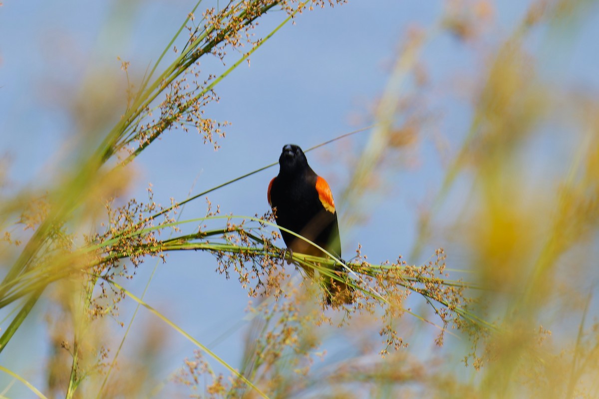 Red-winged Blackbird - Luic Mateo