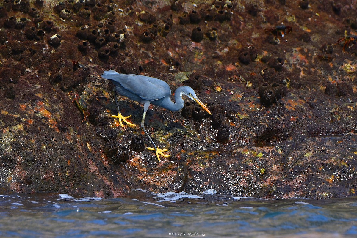 Western Reef-Heron - ML617356819