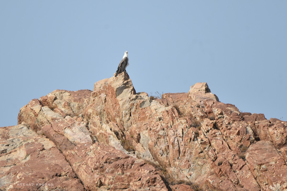 White-bellied Sea-Eagle - ML617356831