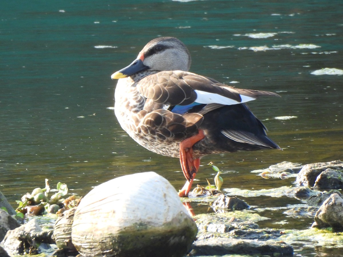 Indian Spot-billed Duck - ML617356871