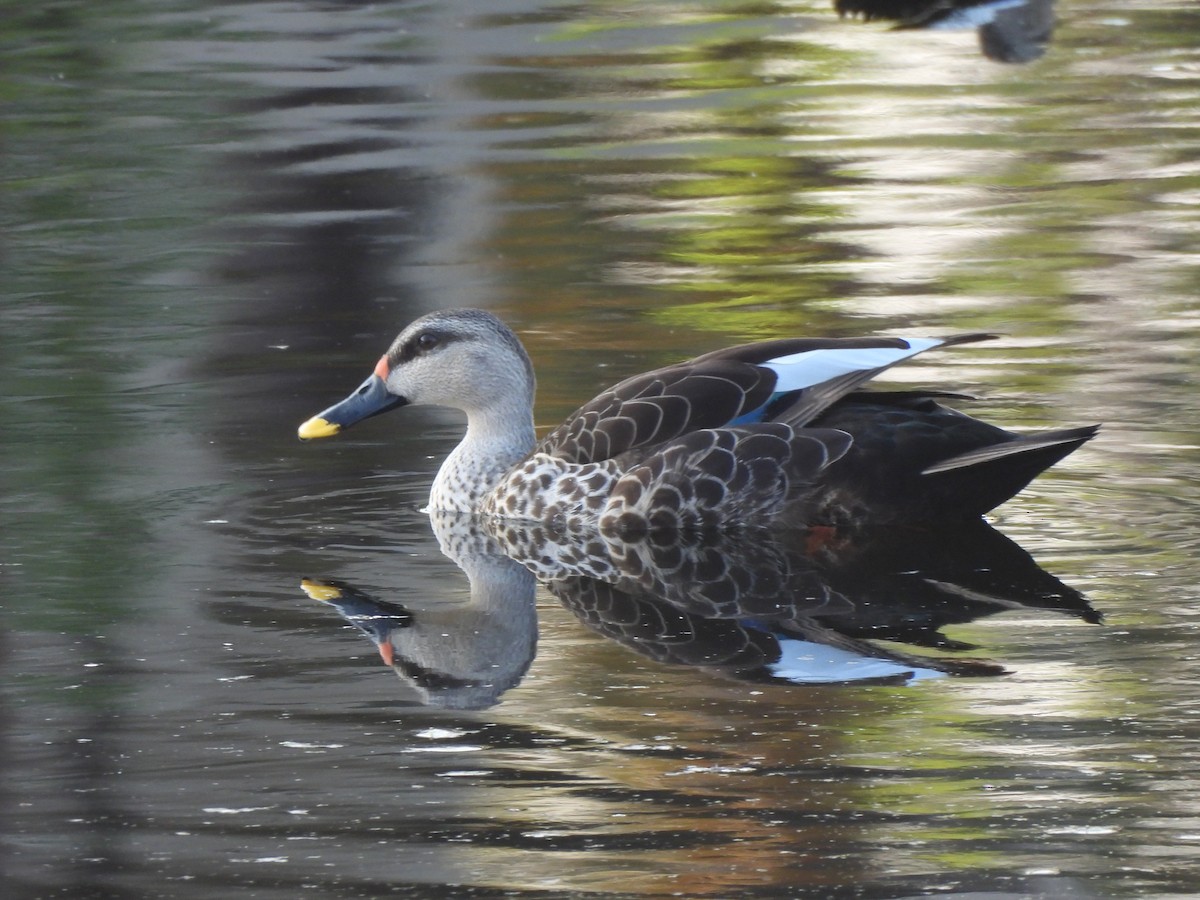 Indian Spot-billed Duck - ML617356872