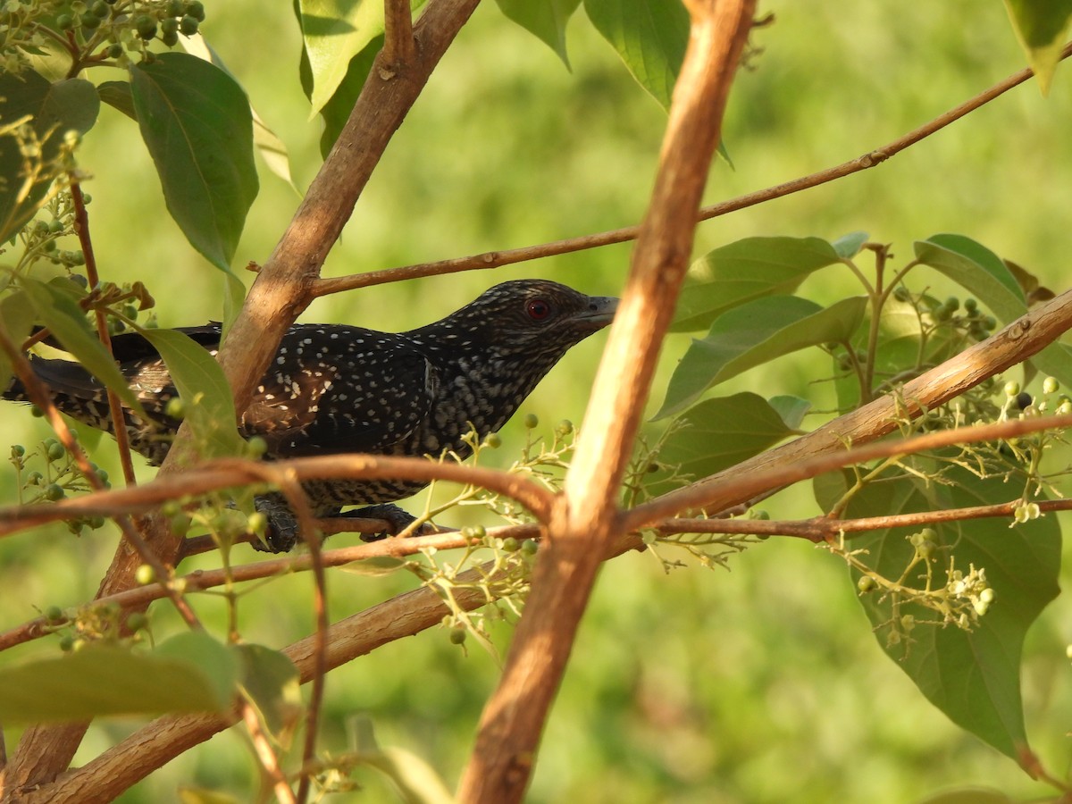 Asian Koel - ML617356878