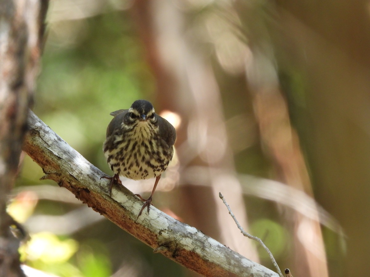 Northern Waterthrush - ML617356903