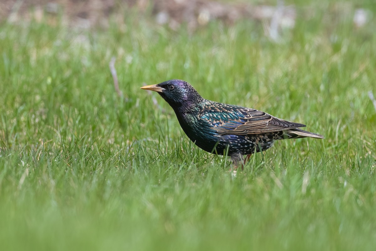 European Starling - ML617356935