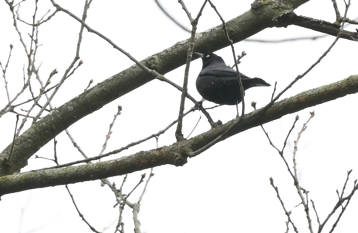 Rusty Blackbird - ML617356936