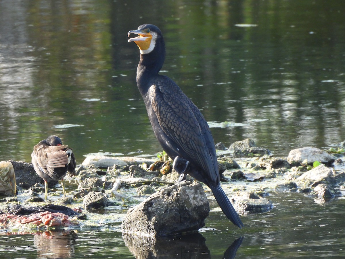 Great Cormorant - ML617356963