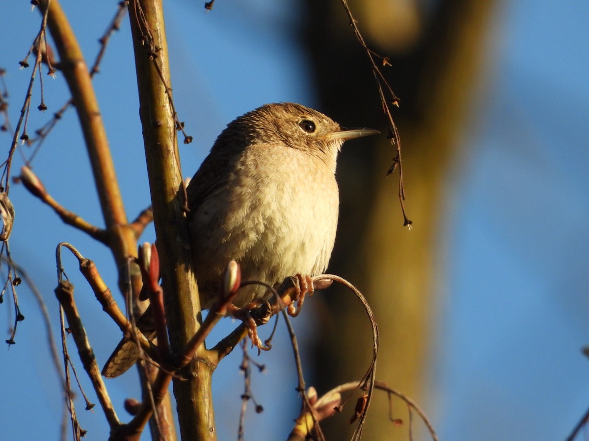 Northern House Wren - ML617356974