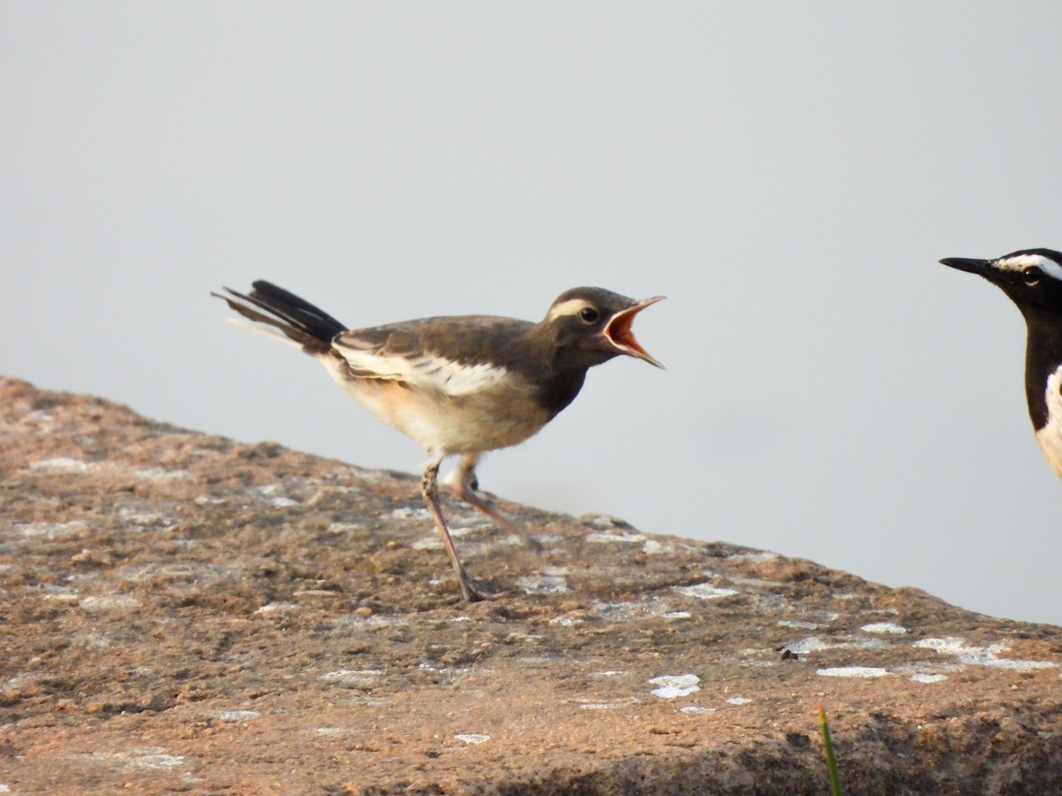 White-browed Wagtail - ML617357028