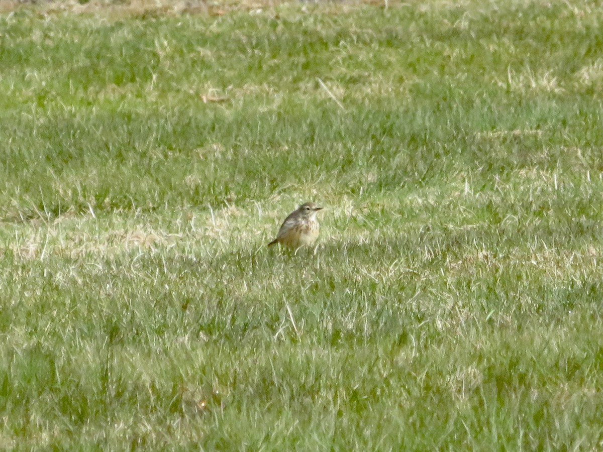 American Pipit - Susan Cline