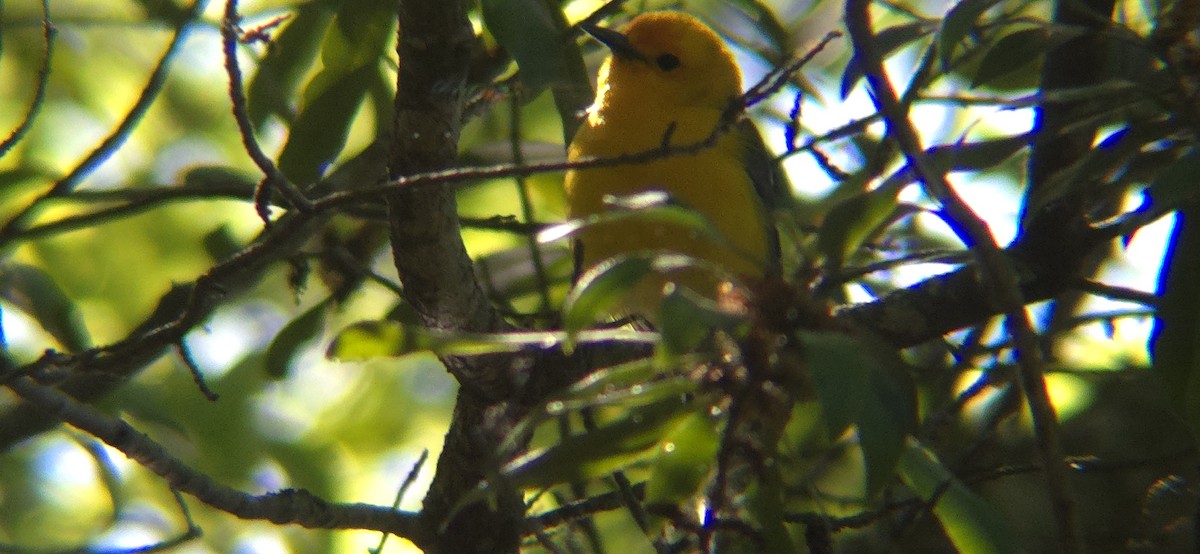 Prothonotary Warbler - Royce Marcus