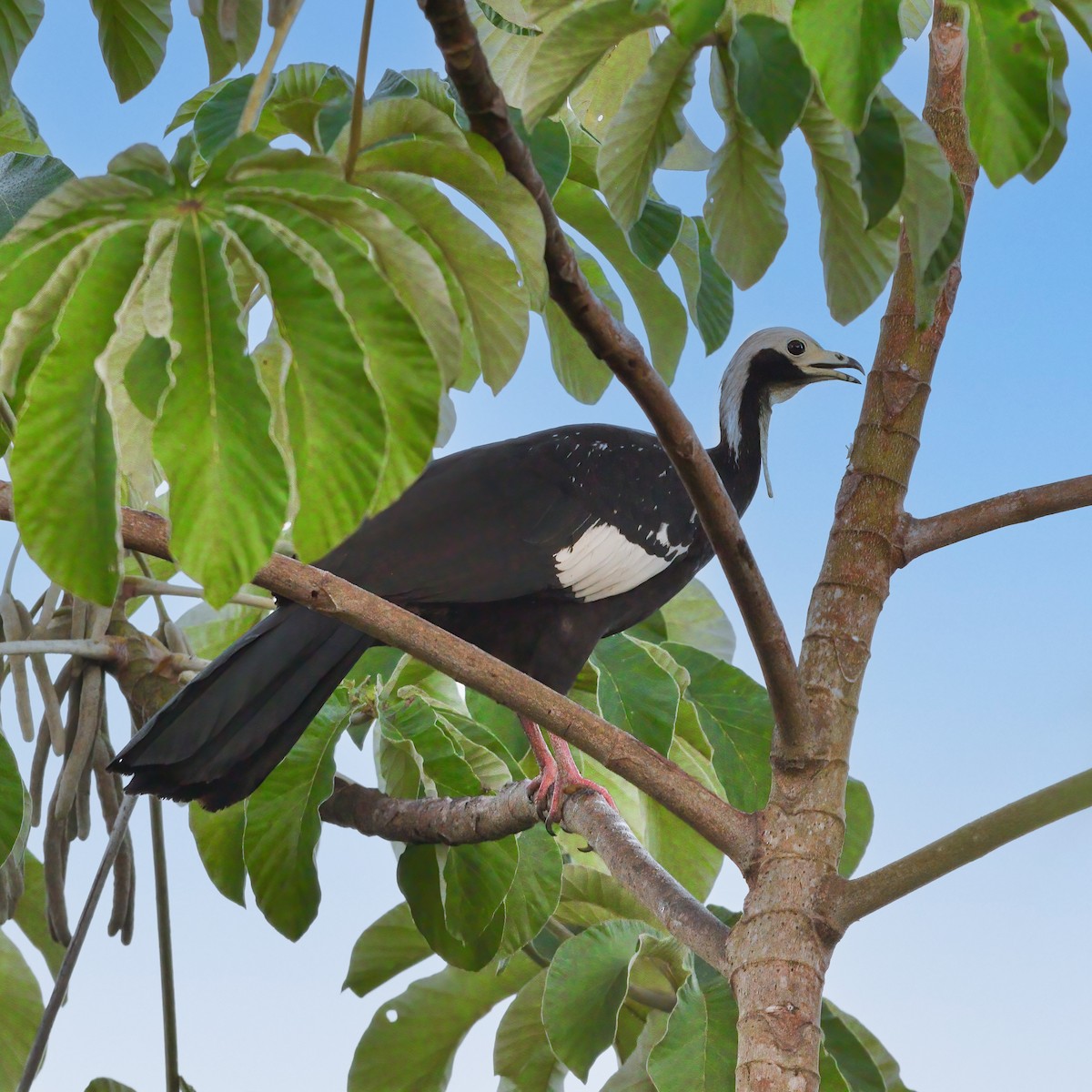 Blue-throated Piping-Guan - ML617357097