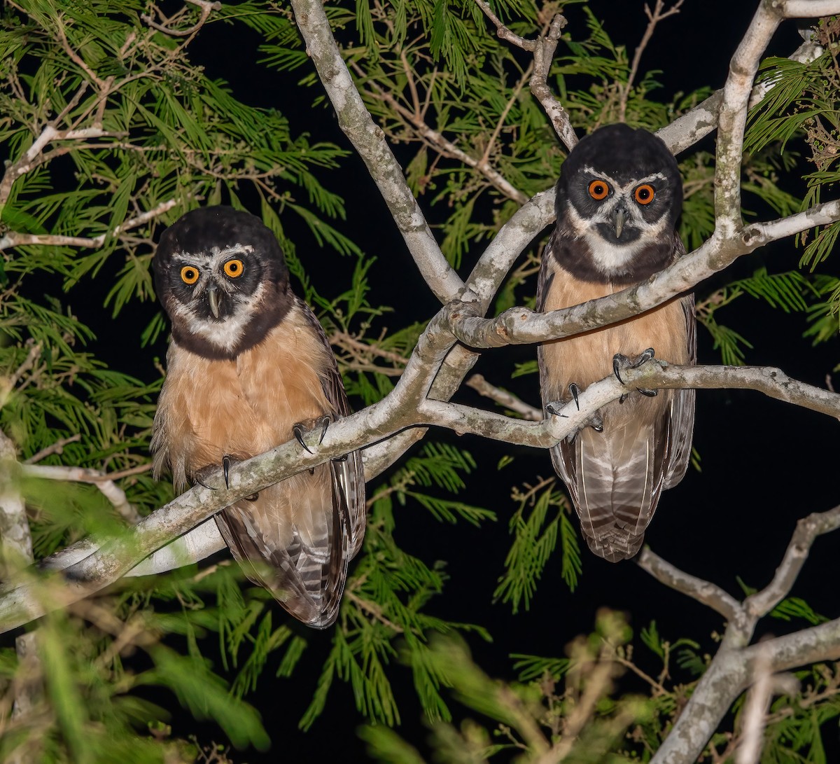 Spectacled Owl - ML617357127