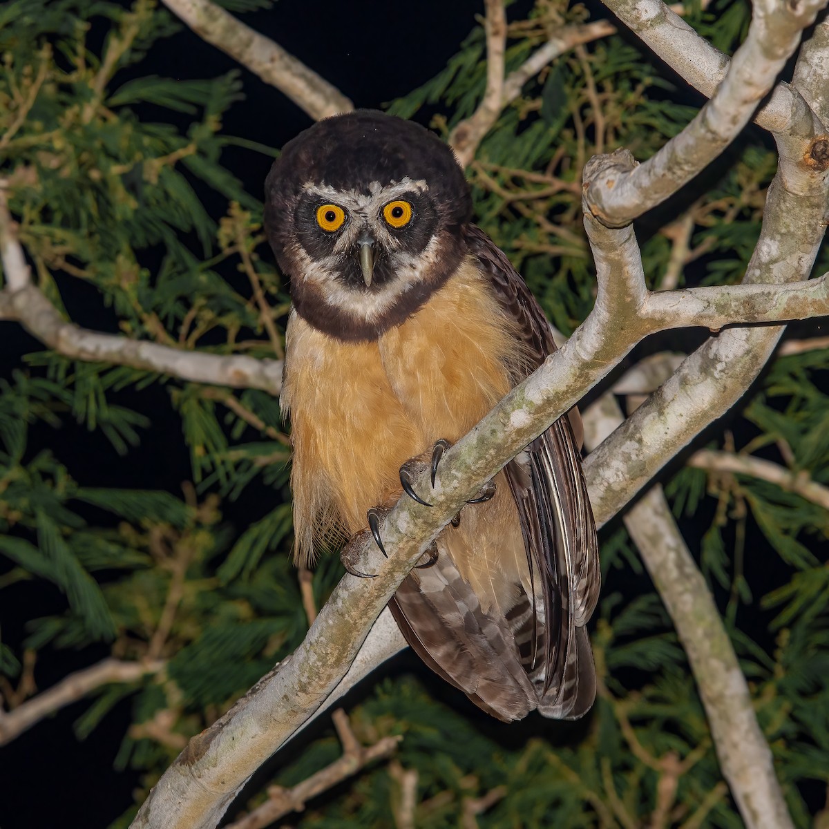Spectacled Owl - ML617357128