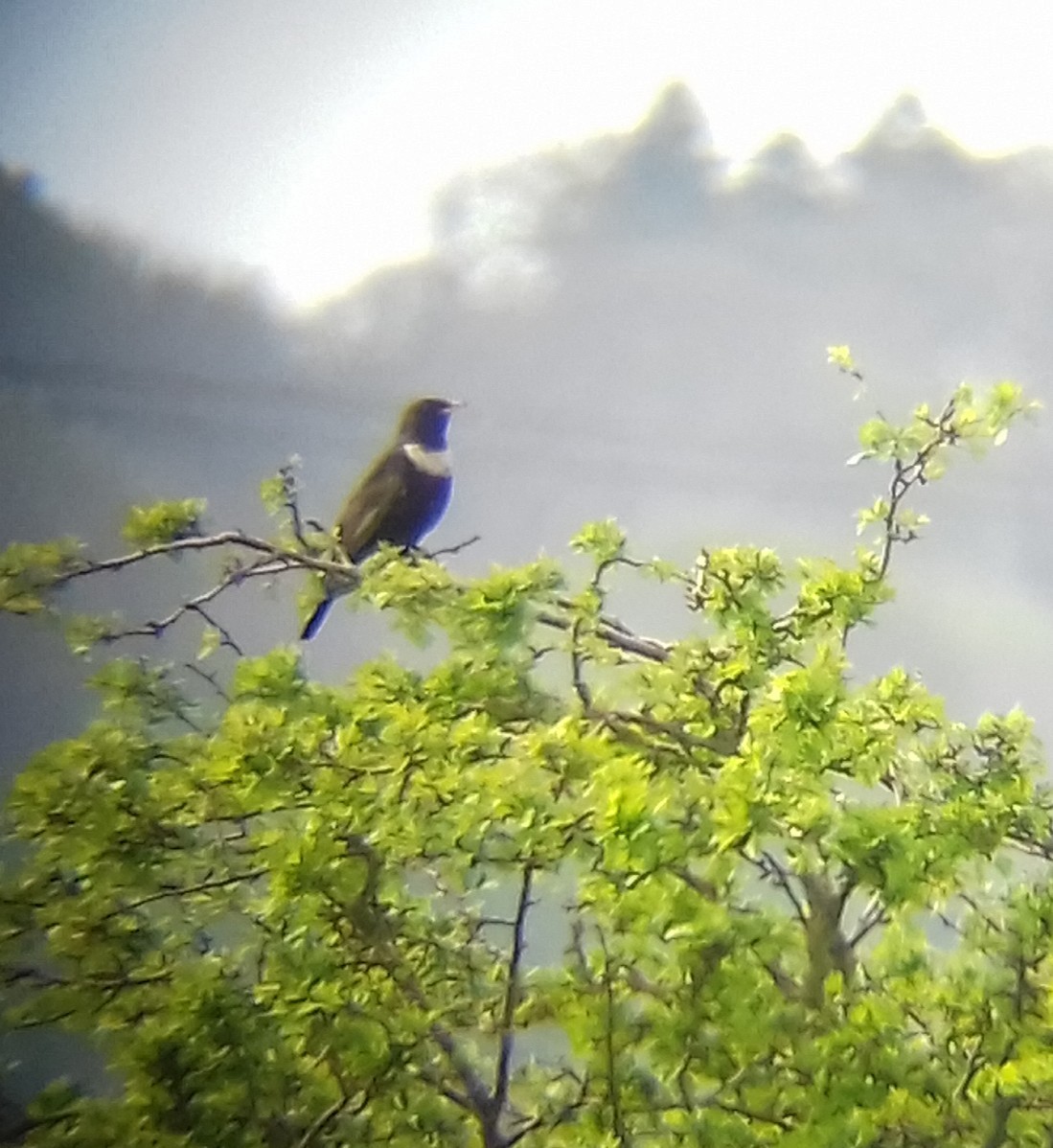 Ring Ouzel - David Renham