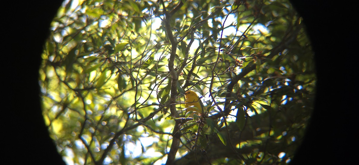 Prothonotary Warbler - Royce Marcus