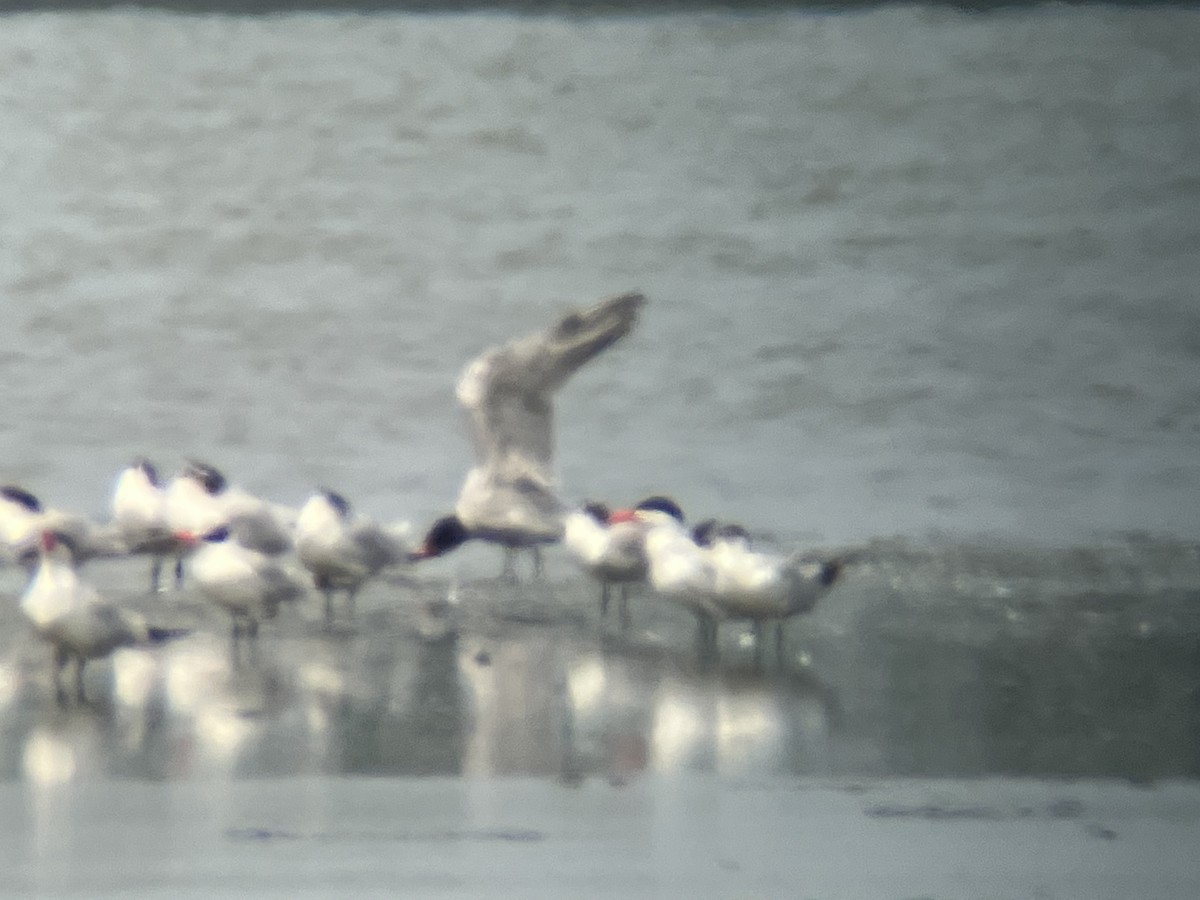 Caspian Tern - ML617357203