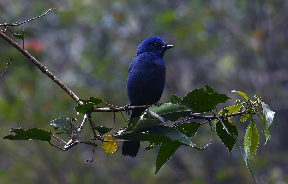 Unicolored Jay - Luic Mateo