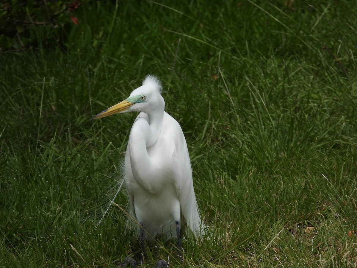 ダイサギ（egretta） - ML617357231