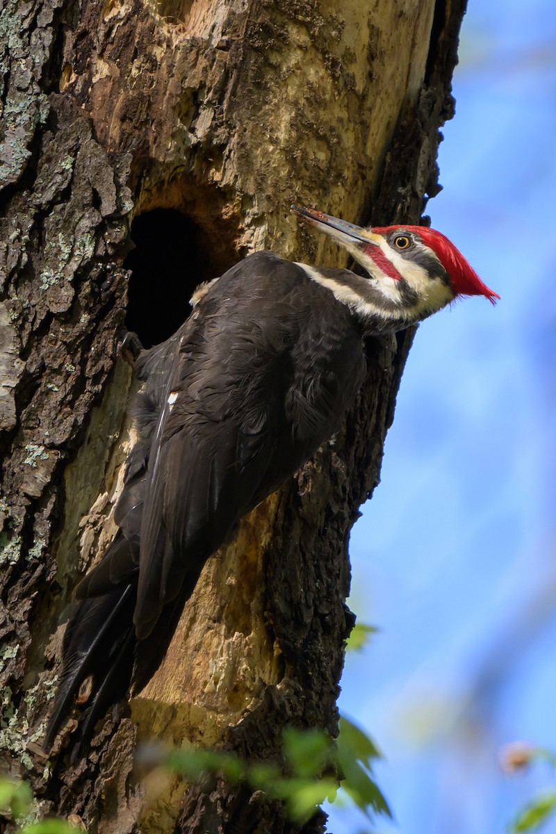 Pileated Woodpecker - ML617357302