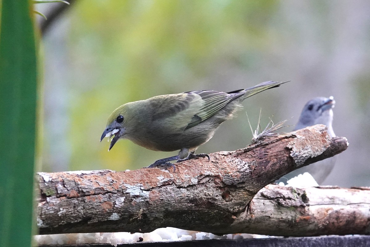 Palm Tanager - Toby Holmes