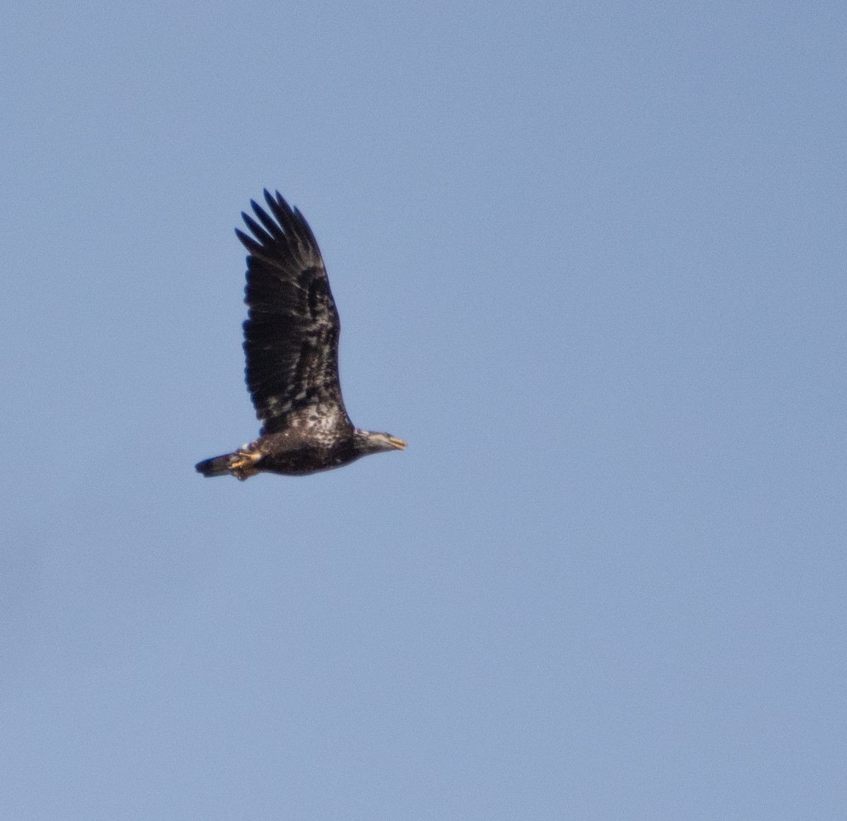 Bald Eagle - David Janzen