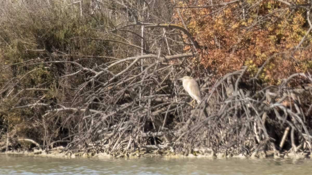 Squacco Heron - Kjell Larsen