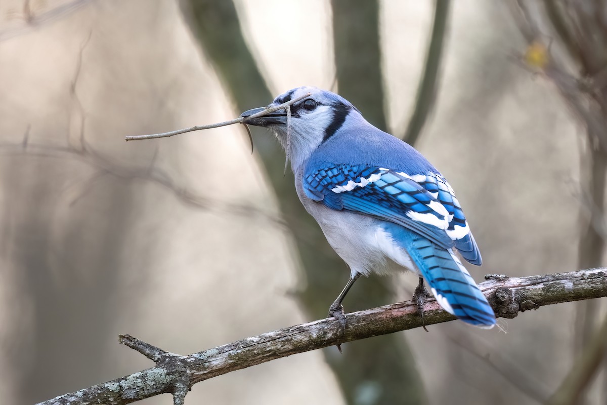 Blue Jay - Adam Jackson