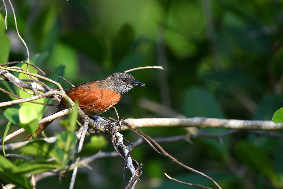 Rufous-breasted Spinetail - Ari Weiss