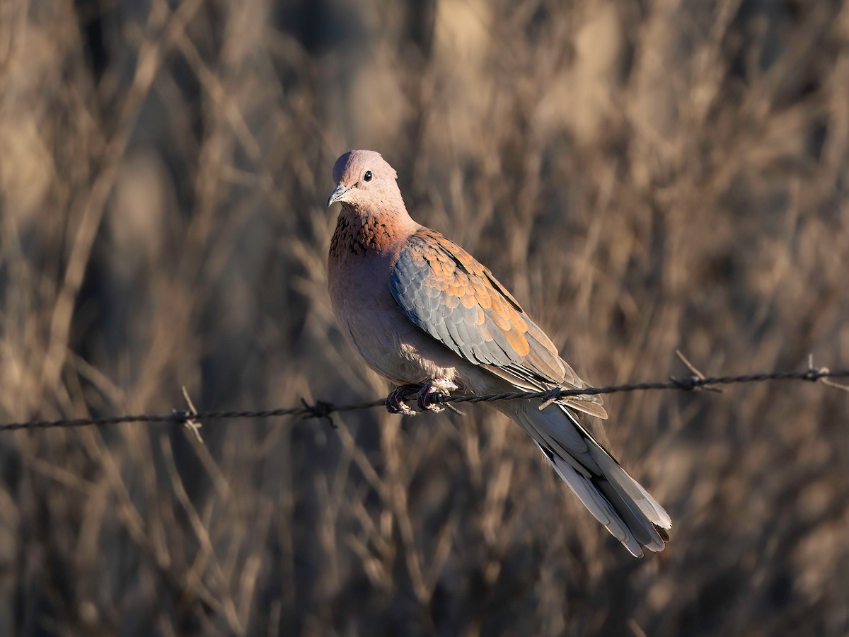 Laughing Dove - ML617357429