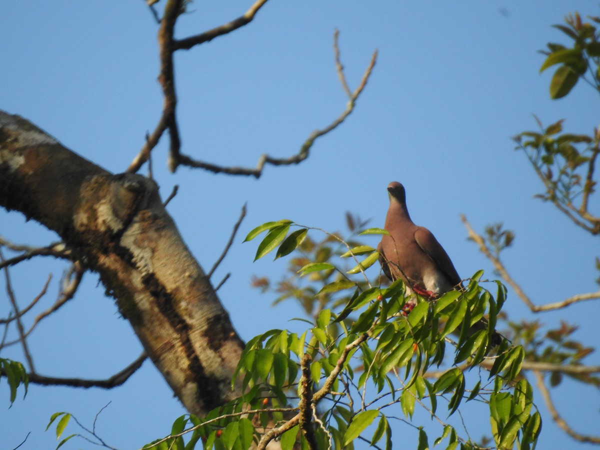 Pale-vented Pigeon - ML617357460