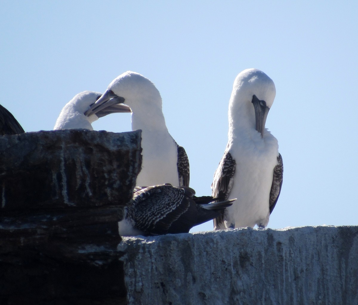 Peruvian Booby - ML617357465