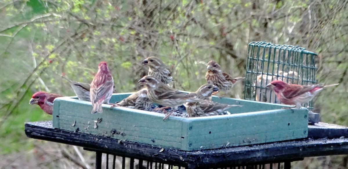 Purple Finch - ML617357471