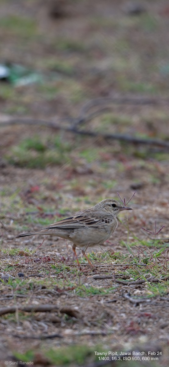 Tawny Pipit - ML617357526