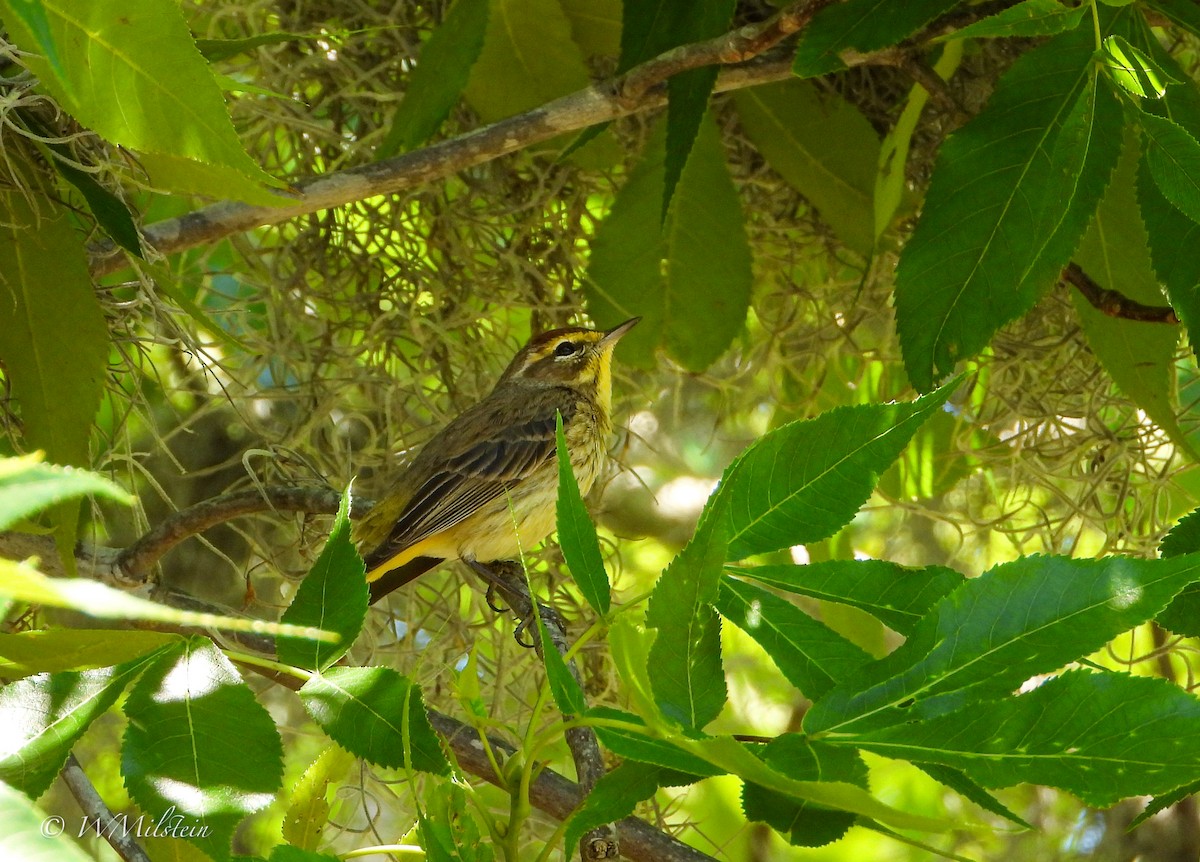 Palm Warbler - Wendy Milstein