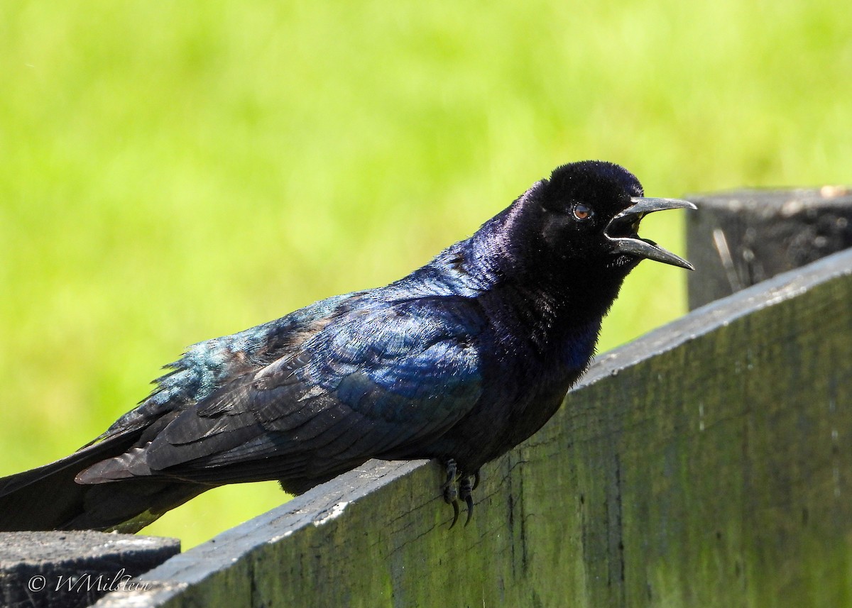 Boat-tailed Grackle - Wendy Milstein