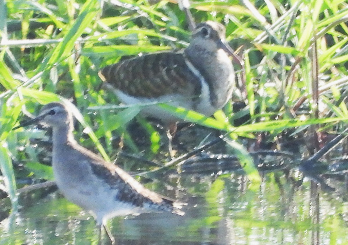 Greater Painted-Snipe - ML617357629