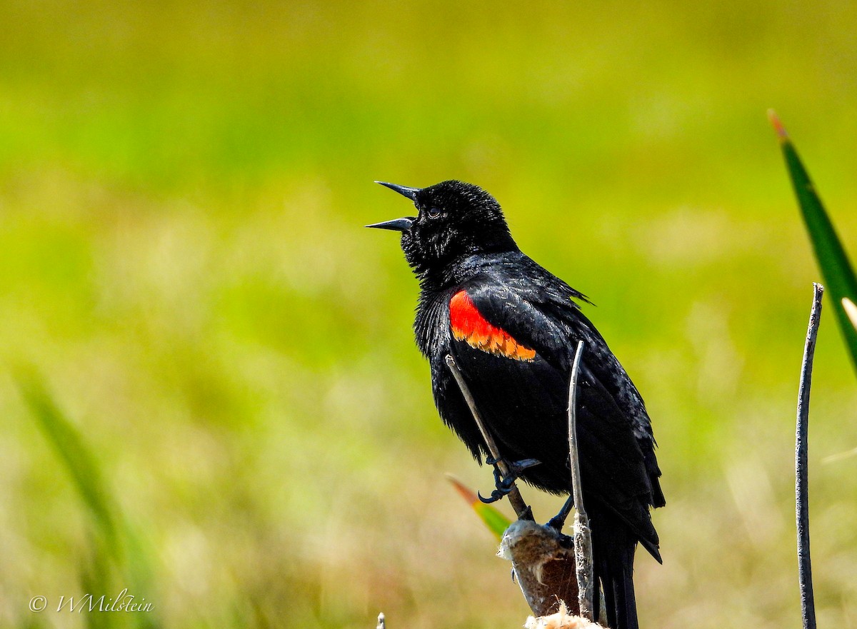 Red-winged Blackbird - ML617357633