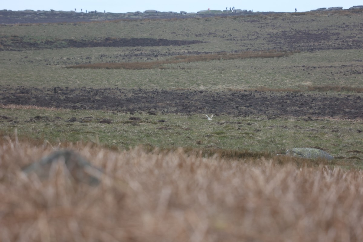 Short-eared Owl - ML617357634