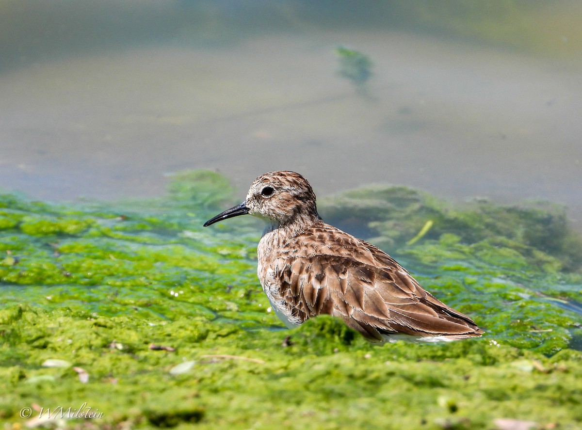 Least Sandpiper - ML617357688