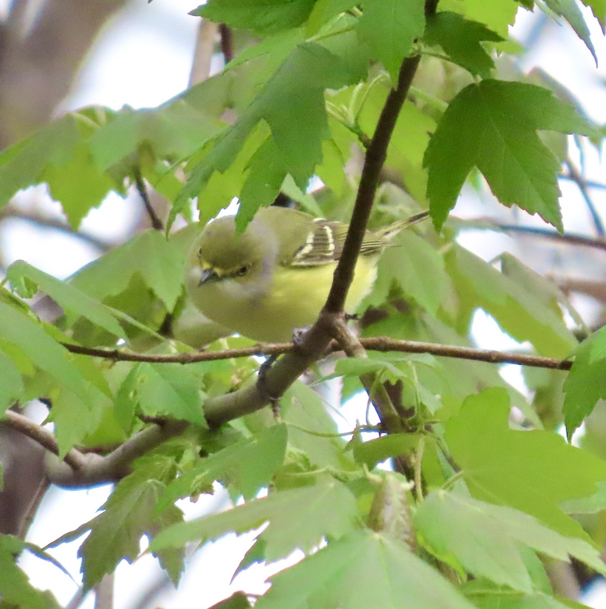 Vireo Ojiblanco - ML617357695