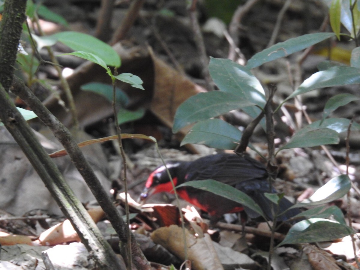 Rosy Thrush-Tanager - Kurt Schwarz