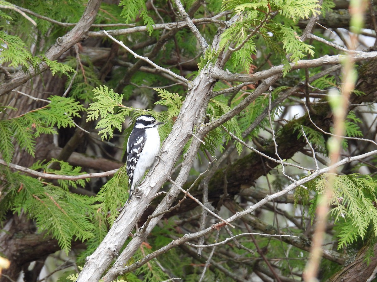 Downy Woodpecker - ML617357703