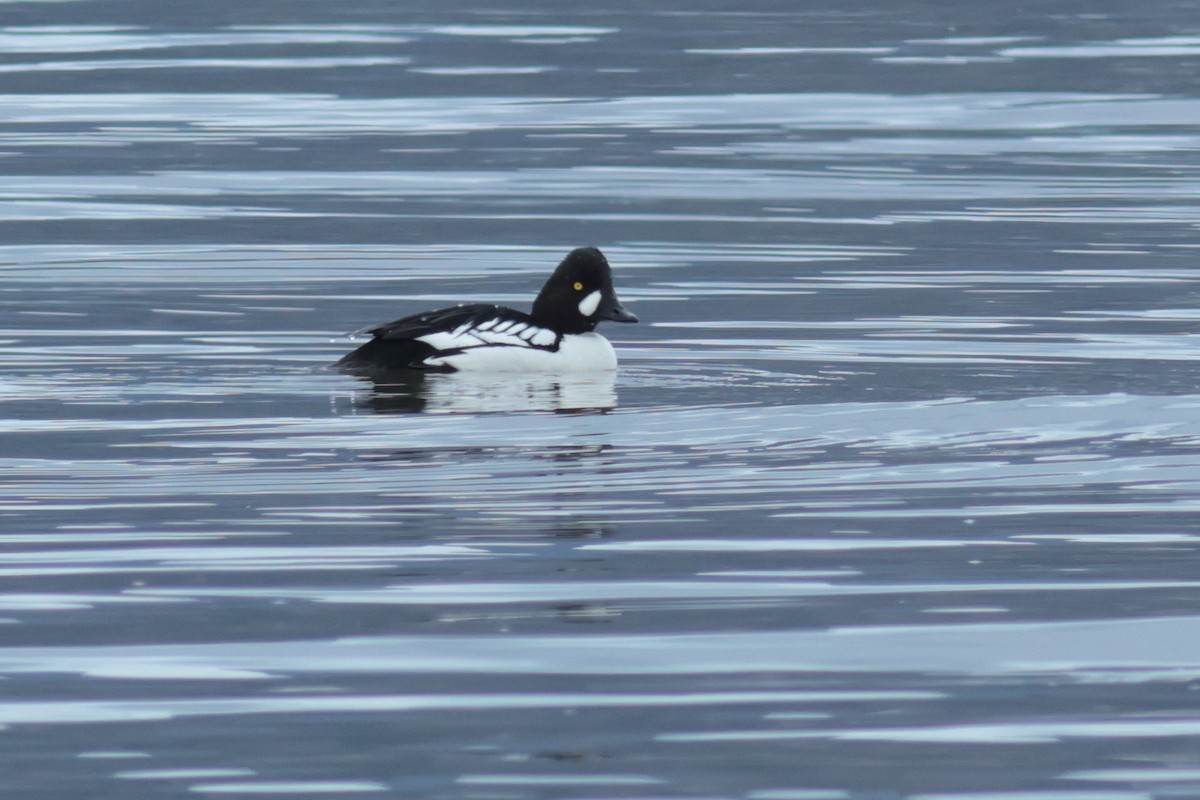 Common x Barrow's Goldeneye (hybrid) - ML617357736